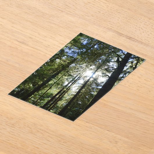 Sunlight Through Pine Trees Acryl Uitnodigingen (Laagn)