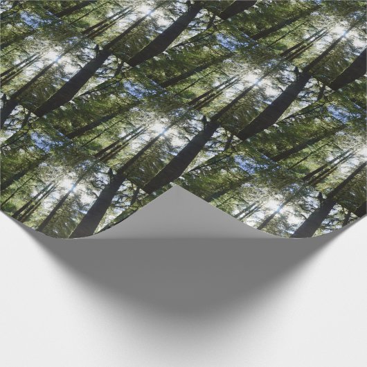 Sunlight Through Pine Trees Cadeaupapier (Hoek)