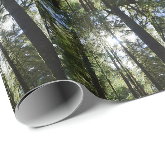 Sunlight Through Pine Trees Cadeaupapier (Rol Hoek)