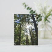 Sunlight Through Pine Trees Feestdagenkaart (Staand voorkant)