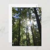 Sunlight Through Pine Trees Feestdagenkaart (Voorkant / Achterkant)
