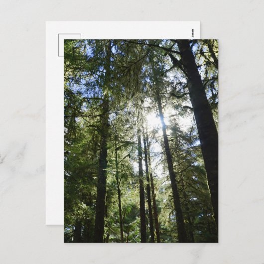 Sunlight Through Pine Trees Feestdagenkaart (Voorkant / Achterkant)