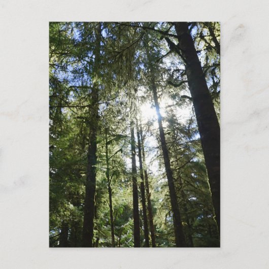 Sunlight Through Pine Trees Feestdagenkaart (Voorkant)