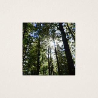 Sunlight Through Pine Trees Vierkante Visitekaartjes