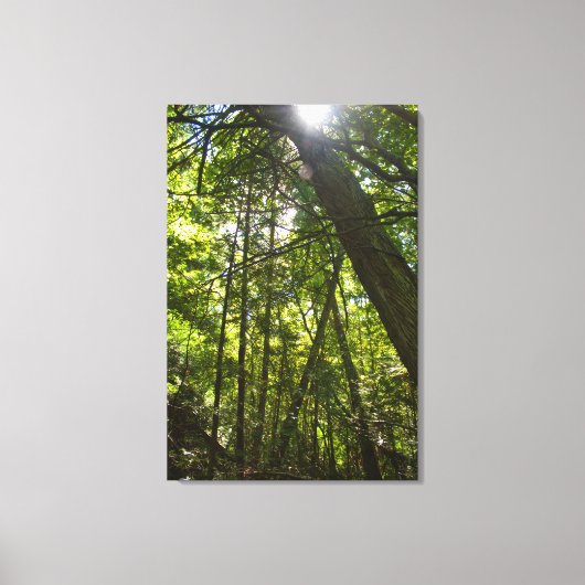 Sunlight Through the Forest Canopy Canvas Afdruk (Voorkant)