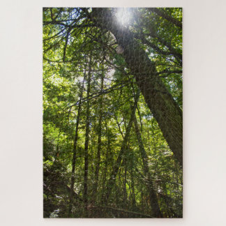 Sunlight Through the Forest Canopy Legpuzzel
