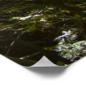 Sunlight Through the Forest Canopy Poster (Hoek)