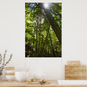 Sunlight Through the Forest Canopy Poster (Keuken)