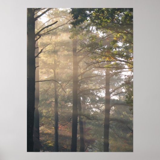 Sunlight Through the Trees Poster Print (Voorkant)