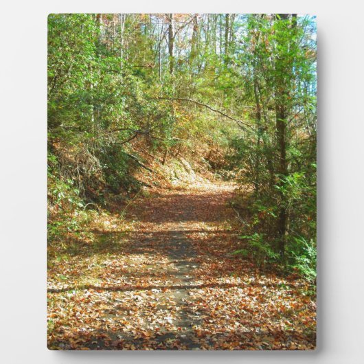 Sunlit Autumn Forest Trail Fotoplaat (Voorkant)