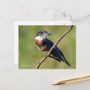 Sunlit Belted Kingfisher Bird on Branch Briefkaart