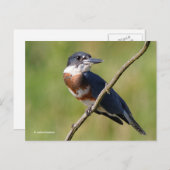 Sunlit Belted Kingfisher Bird on Branch Briefkaart (Voorkant / Achterkant)