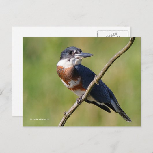 Sunlit Belted Kingfisher Bird on Branch Briefkaart (Voorkant / Achterkant)