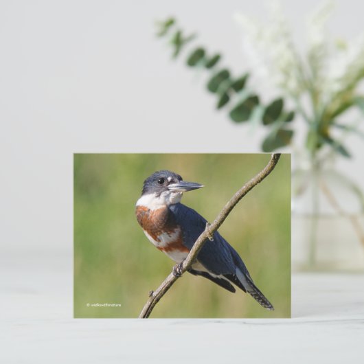Sunlit Belted Kingfisher Bird on Branch Briefkaart (Staand voorkant)
