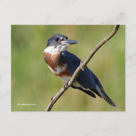 Sunlit Belted Kingfisher Bird on Branch Briefkaart