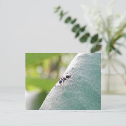 Sunlit Black Ant Briefkaart (Staand voorkant)