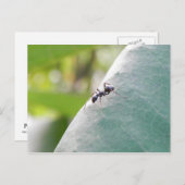Sunlit Black Ant Briefkaart (Voorkant / Achterkant)