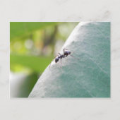 Sunlit Black Ant Briefkaart (Voorkant)