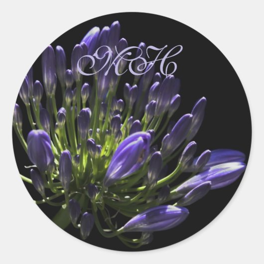 Sunlit Blooming Paars Agapanthus, Afrikaanse Lily Ronde Sticker (Voorkant)