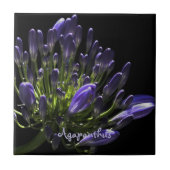 Sunlit Blooming Paars Agapanthus, Afrikaanse Lily Tegeltje (Voorkant)