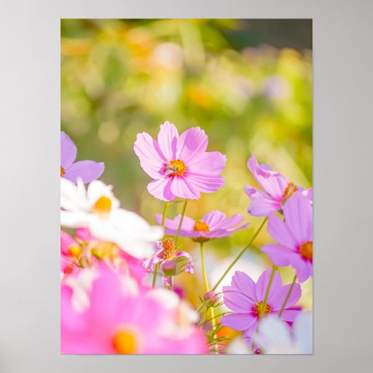 Sunlit Chorus of Pink Poster (Voorkant)