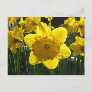 Sunlit Daffodil Briefkaart