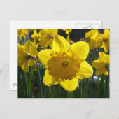 Sunlit Daffodil Briefkaart (Voorkant / Achterkant)