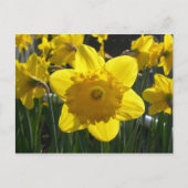 Sunlit Daffodil Briefkaart (Voorkant)
