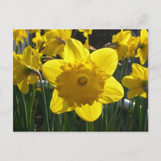 Sunlit Daffodil Briefkaart (Voorkant)