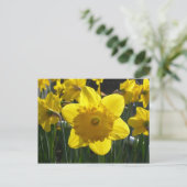 Sunlit Daffodil Briefkaart (Staand voorkant)