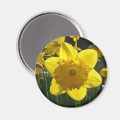 Sunlit Daffodil Magneet (Voorkant / Achterkant)