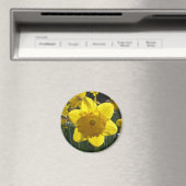 Sunlit Daffodil Magneet (Insitu (Vaatwasser))