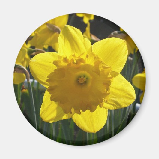 Sunlit Daffodil Magneet (Voorkant)