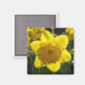 Sunlit Daffodil Magneet (Voorkant / Achterkant)