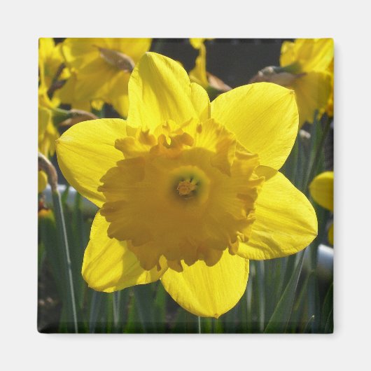 Sunlit Daffodil Magneet (Voorkant)