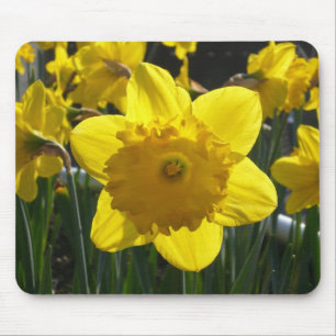 Sunlit Daffodil Muismat