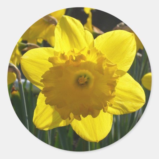 Sunlit Daffodil Ronde Sticker (Voorkant)