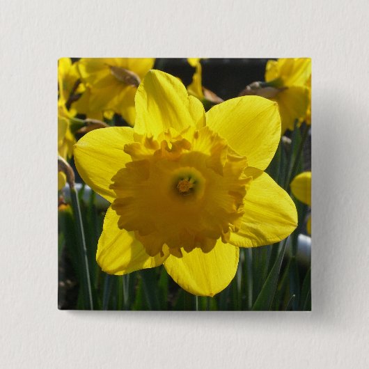 Sunlit Daffodil Vierkante Button 5,1 Cm (Voorkant)