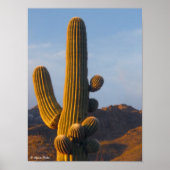 Sunlit Desert Saguaro Poster (Voorkant)