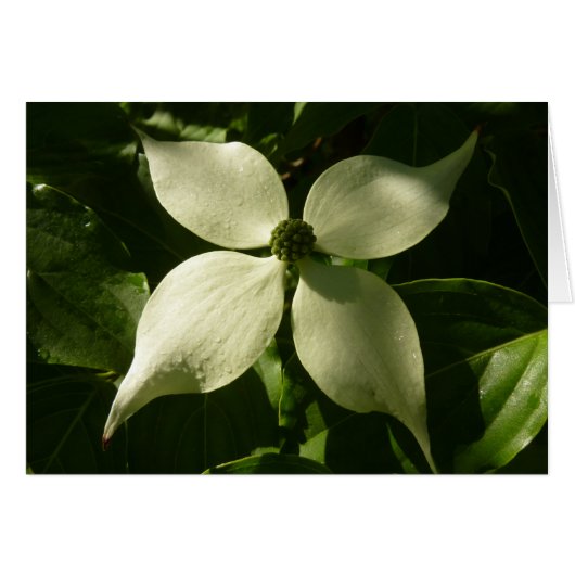 Sunlit Dogwood Blossom Spring Floral (Voorkant Horizontaal)