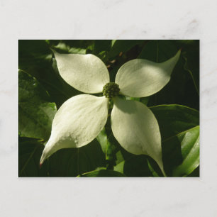 Sunlit Dogwood Blossom Spring Floral Briefkaart