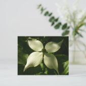 Sunlit Dogwood Blossom Spring Floral Briefkaart (Staand voorkant)