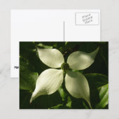 Sunlit Dogwood Blossom Spring Floral Briefkaart (Voorkant / Achterkant)