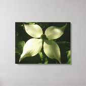 Sunlit Dogwood Blossom Spring Floral Canvas Afdruk (Voorkant)