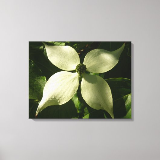 Sunlit Dogwood Blossom Spring Floral Canvas Afdruk (Voorkant)