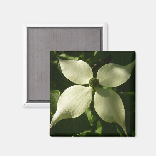 Sunlit Dogwood Blossom Spring Floral Magneet (Voorkant / Achterkant)