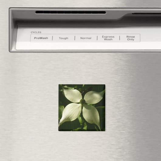 Sunlit Dogwood Blossom Spring Floral Magneet (Insitu (Vaatwasser))