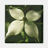 Sunlit Dogwood Blossom Spring Floral Magneet (Voorkant)