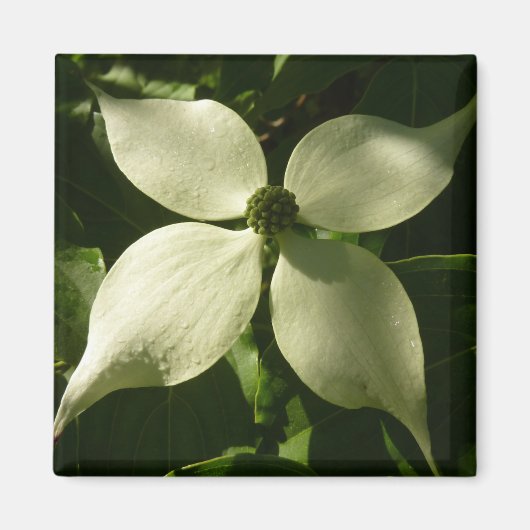 Sunlit Dogwood Blossom Spring Floral Magneet (Voorkant)