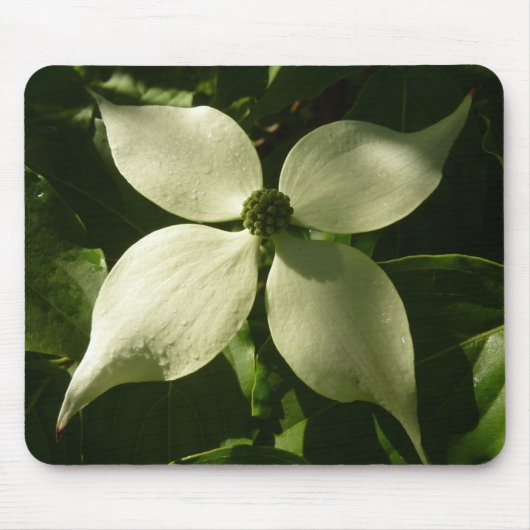 Sunlit Dogwood Blossom Spring Floral Muismat (Voorkant)